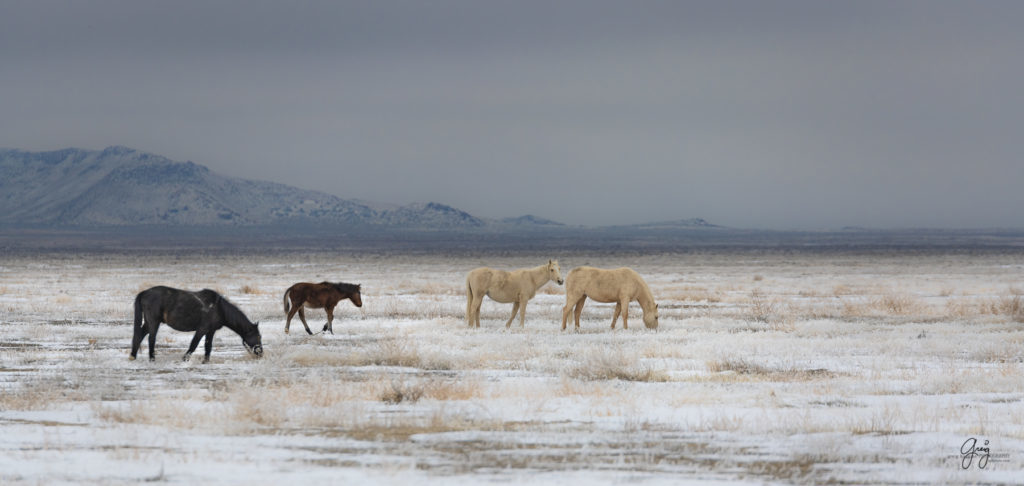 black and white photography Wild horses fighting in the snow.  Onaqui herd.  Photography of wild horses in snow.