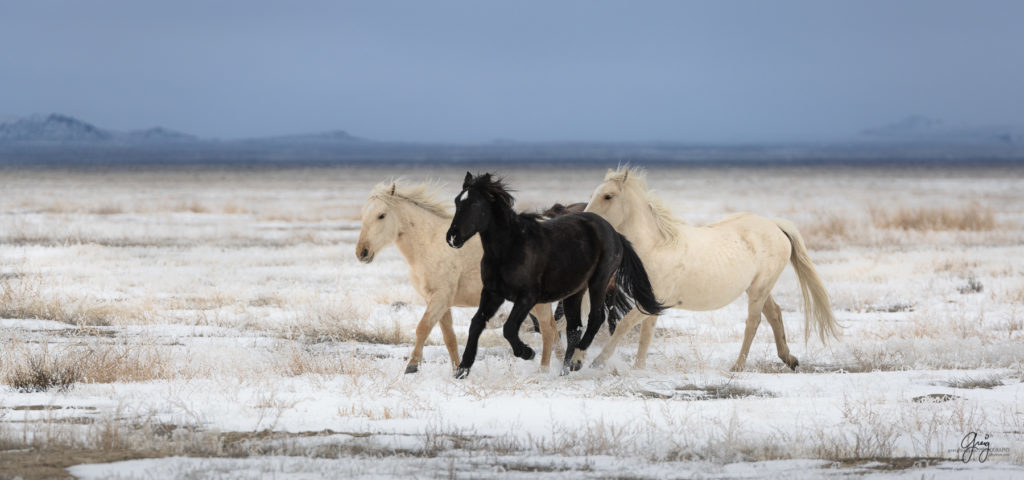 photography of Wild horses running in the snow.  Onaqui herd.  Photography of wild horses in snow.