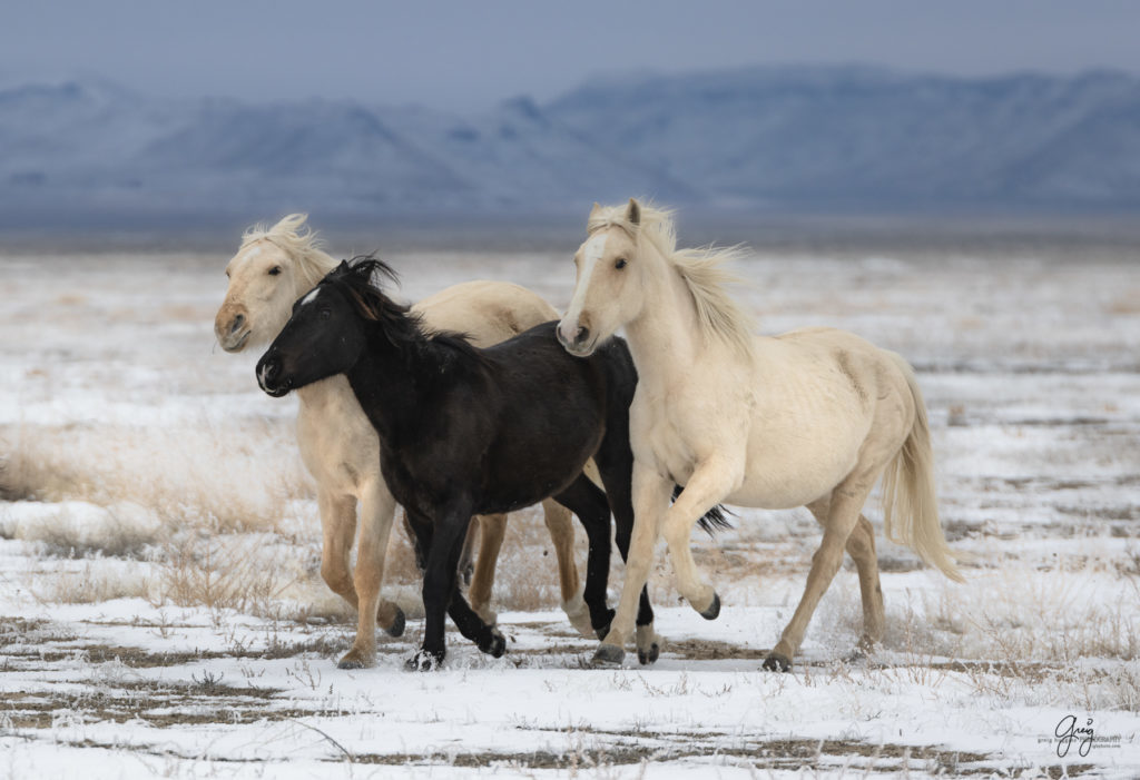 black and white photography Wild horses running in the snow.  Onaqui herd.  Photography of wild horses in snow.