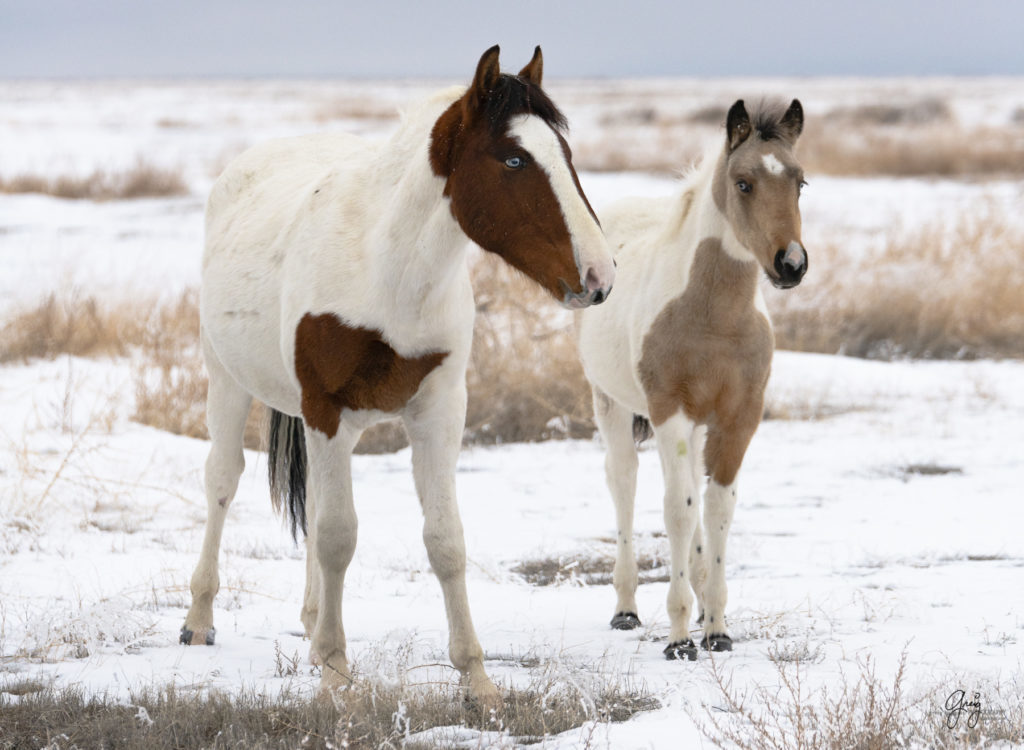 photography of Wild horses with blue eyes in the snow.  Onaqui herd.  Photography of wild horses in snow.