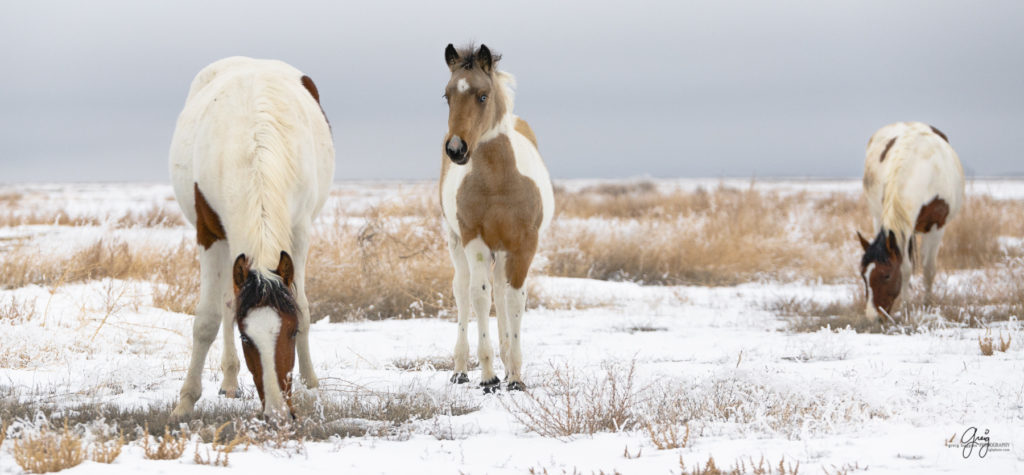 photography of Wild horses with blue eyes in the snow.  Onaqui herd.  Photography of wild horses in snow.