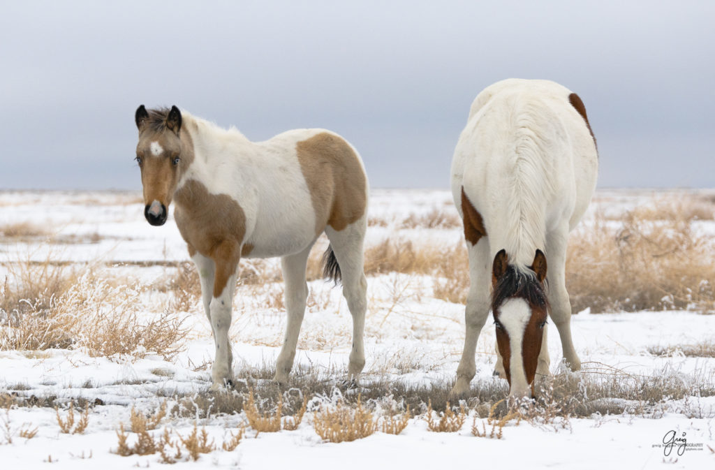 photography of Wild horses with blue eyes in the snow.  Onaqui herd.  Photography of wild horses in snow.