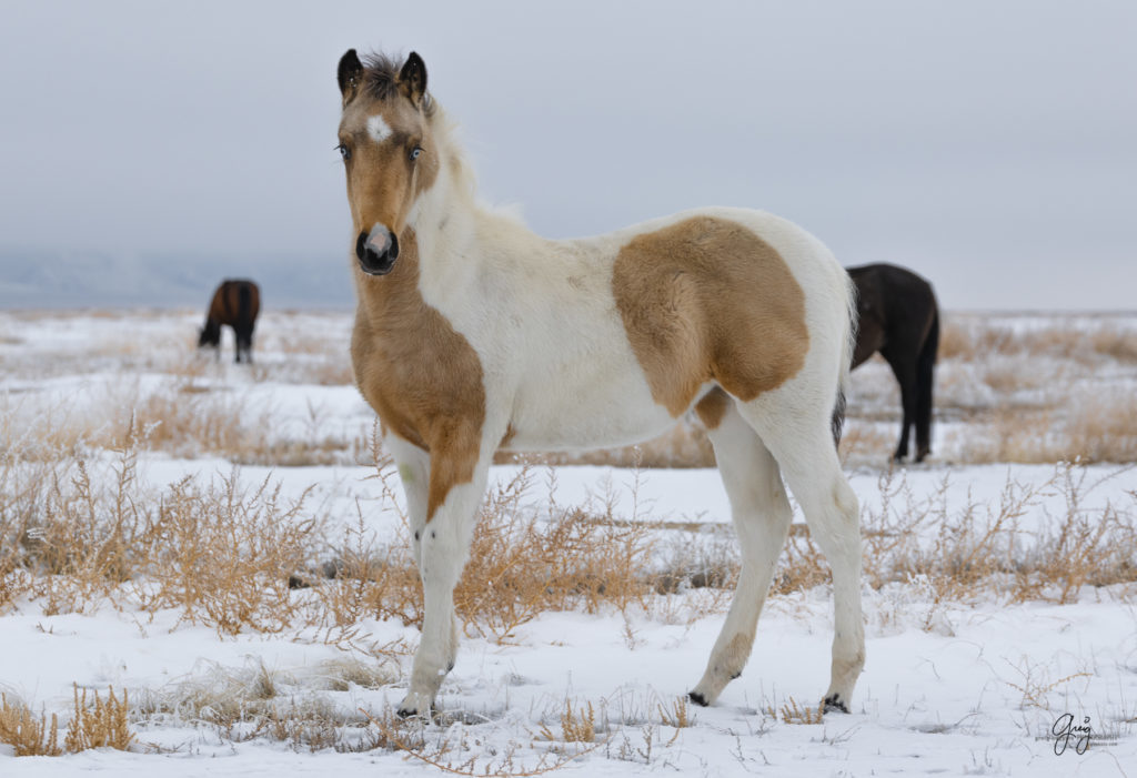 photography of Wild horses with blue eyes in the snow.  Onaqui herd.  Photography of wild horses in snow.