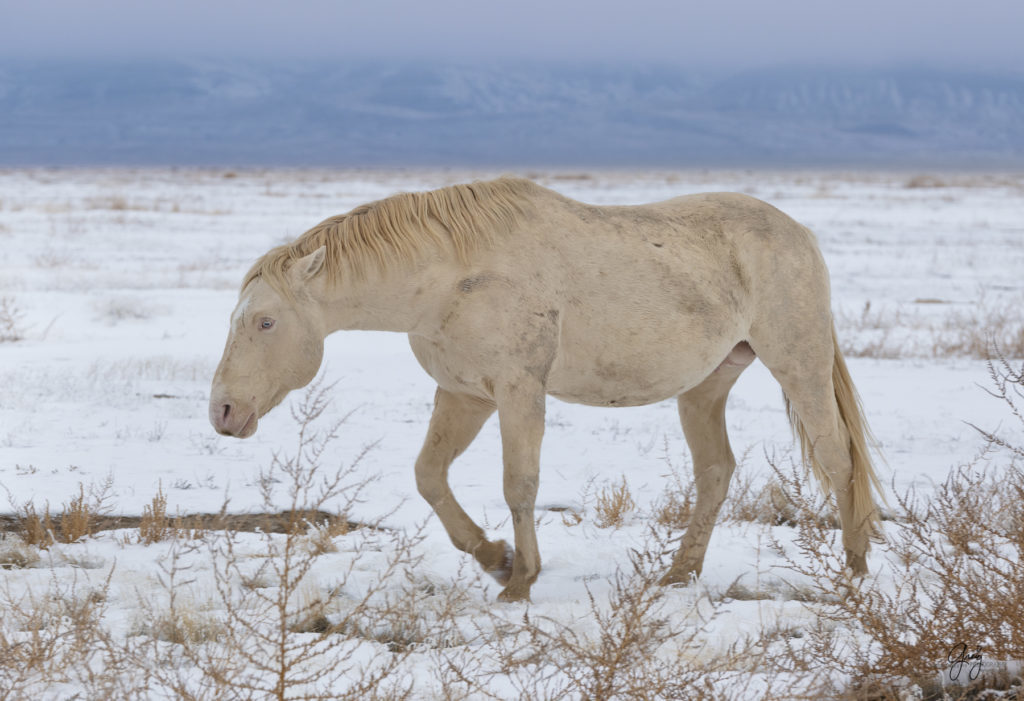Palomino stallion with blue eyes photography of Wild horses with blue eyes in the snow.  Onaqui herd.  Photography of wild horses in snow.