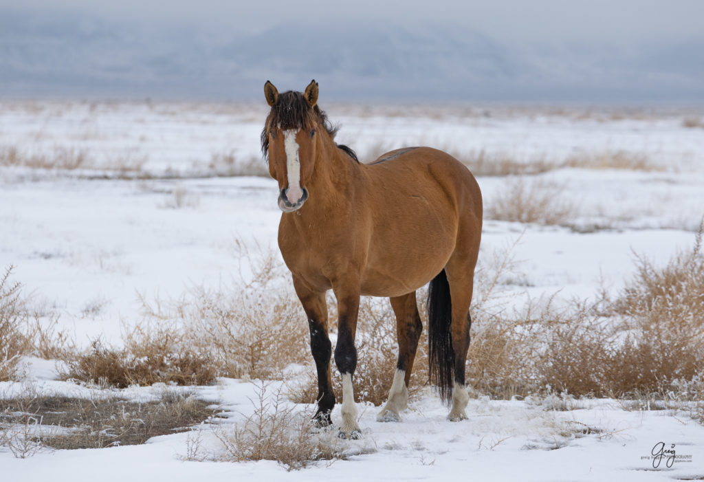 mysterious stallion rarely seen.  photography of Wild horses .  Onaqui herd.  Photography of wild horses in snow.