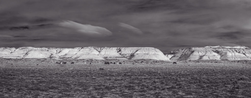 pink sunset utah&#039;s west desert wild horse photography fine art prints of wild horses