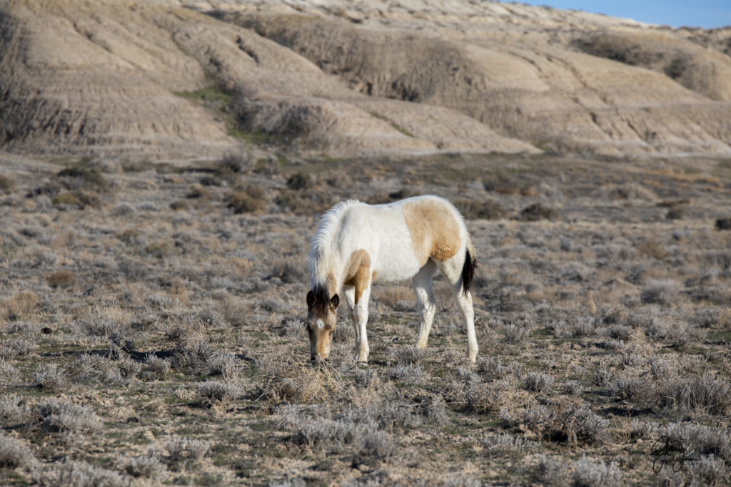 blue-eyed wild horse wild horse photographs wild horse stallion wild horse photography