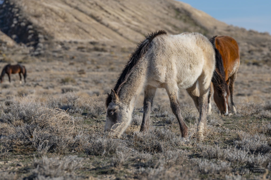utah's west desert wild horse photography fine art prints of wild horses wild horse colt with winter fur