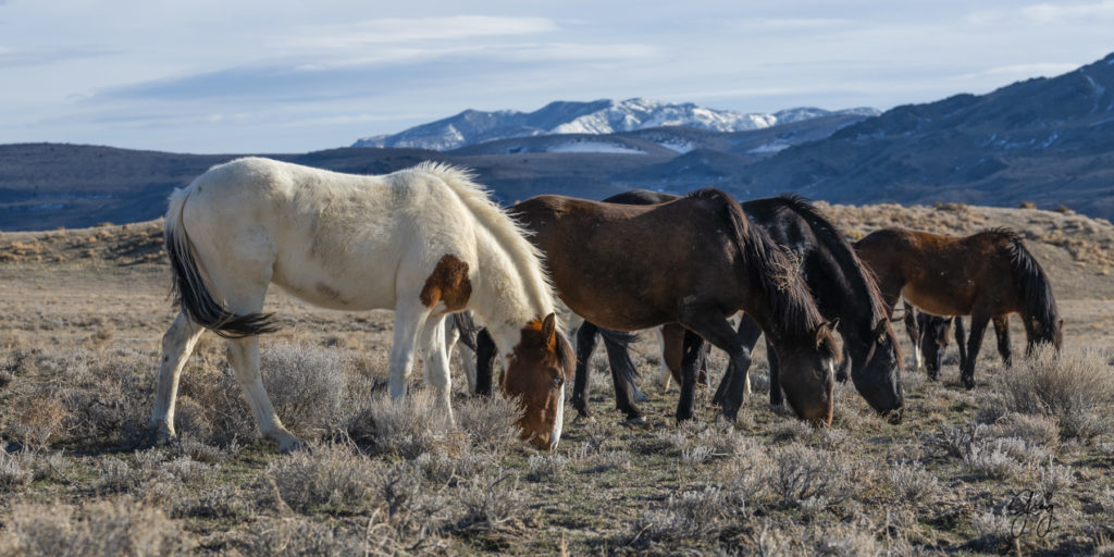 blue-eyed wild horse wild horse photographs wild horse stallion wild horse photography