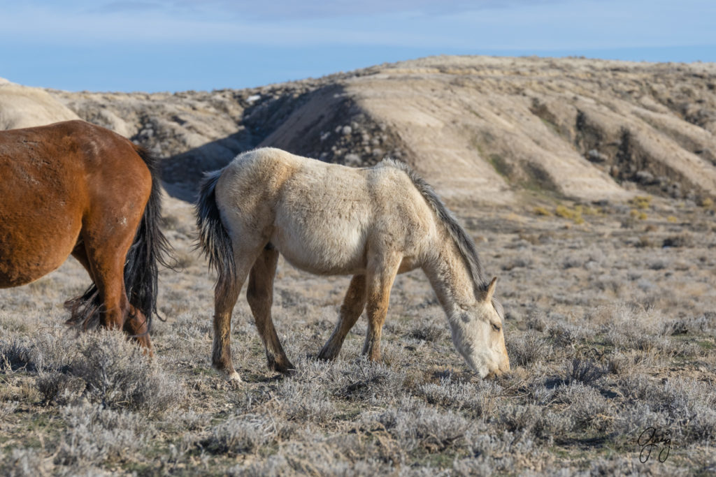 wild horse photographs wild horse stallion winter fur on wild horses wild horse photography