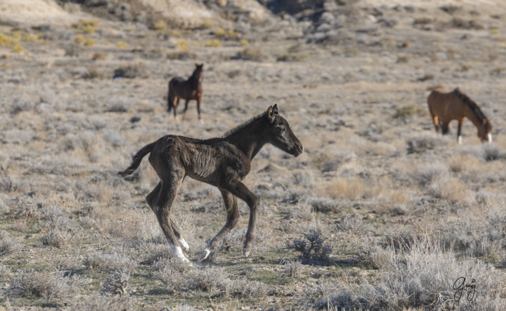 wild horse photography wild horse foal hours old onaqui wild horses first wild horse foal of 2019