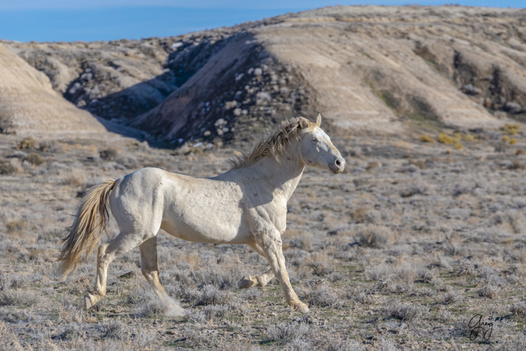 wild horse photographs wild horse stallion blue eyed palomino wild horse photography