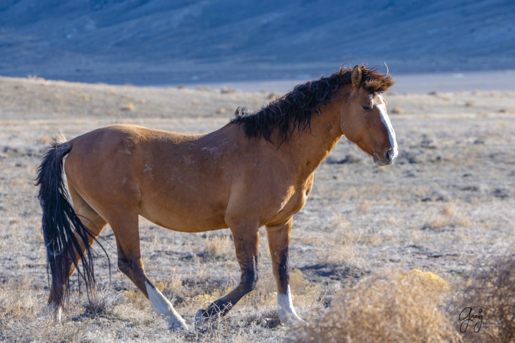 wild horse photographs wild horse stallion the ghost wild horse photography