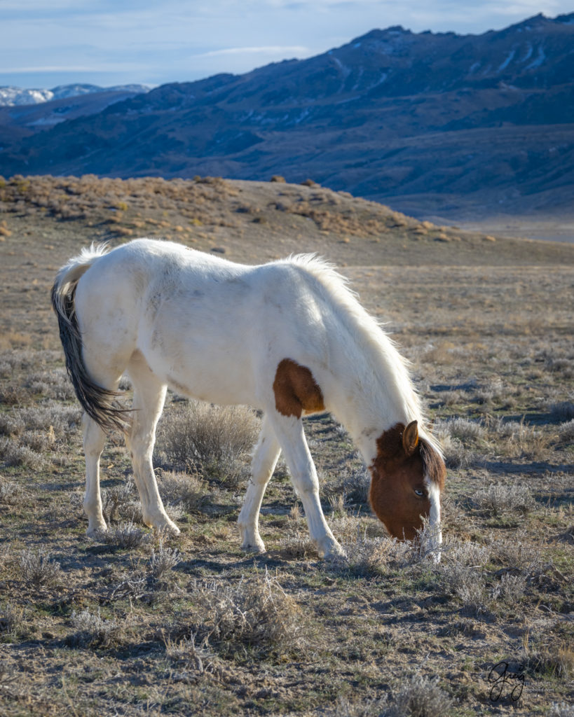 blue-eyed wild horse wild horse photographs wild horse stallion wild horse photography