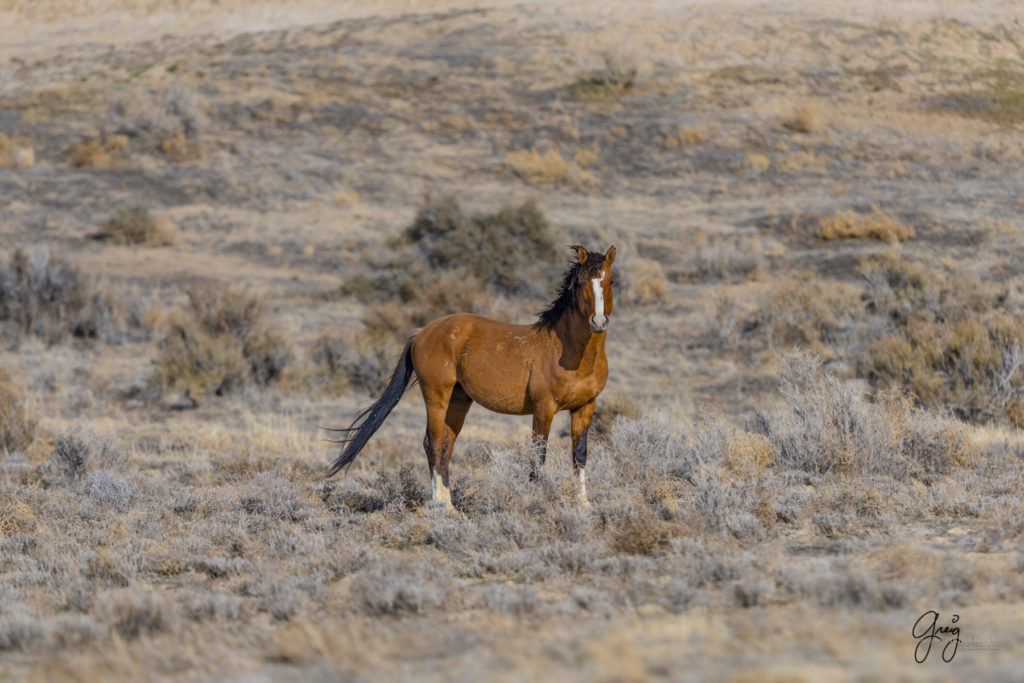 wild horse photographs wild horse stallion the ghost wild horse photography