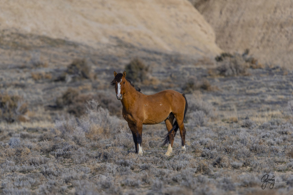 wild horse photographs wild horse stallion the ghost wild horse photography