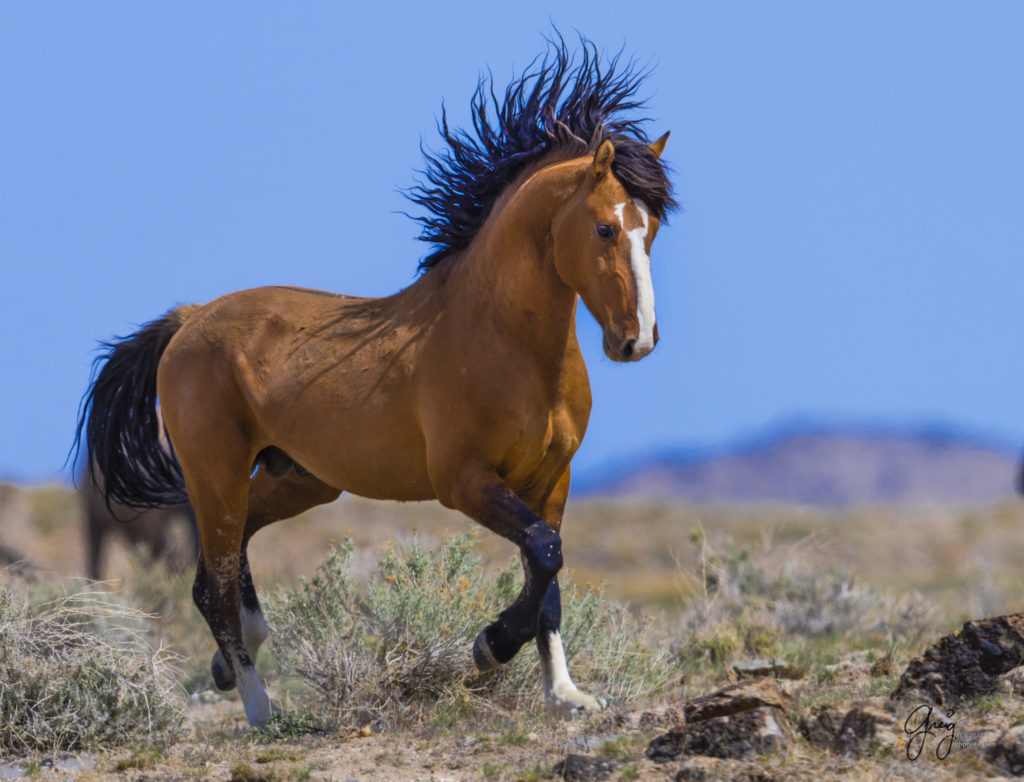 fine art photography of horses, wild horse photographs, wild horse stallions, Onaqui wild horses