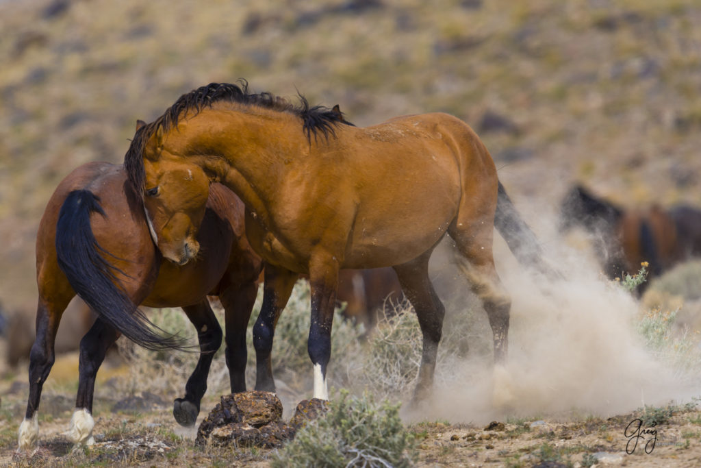 fine art photography of horses, wild horse photography, wild horse stallions fighting