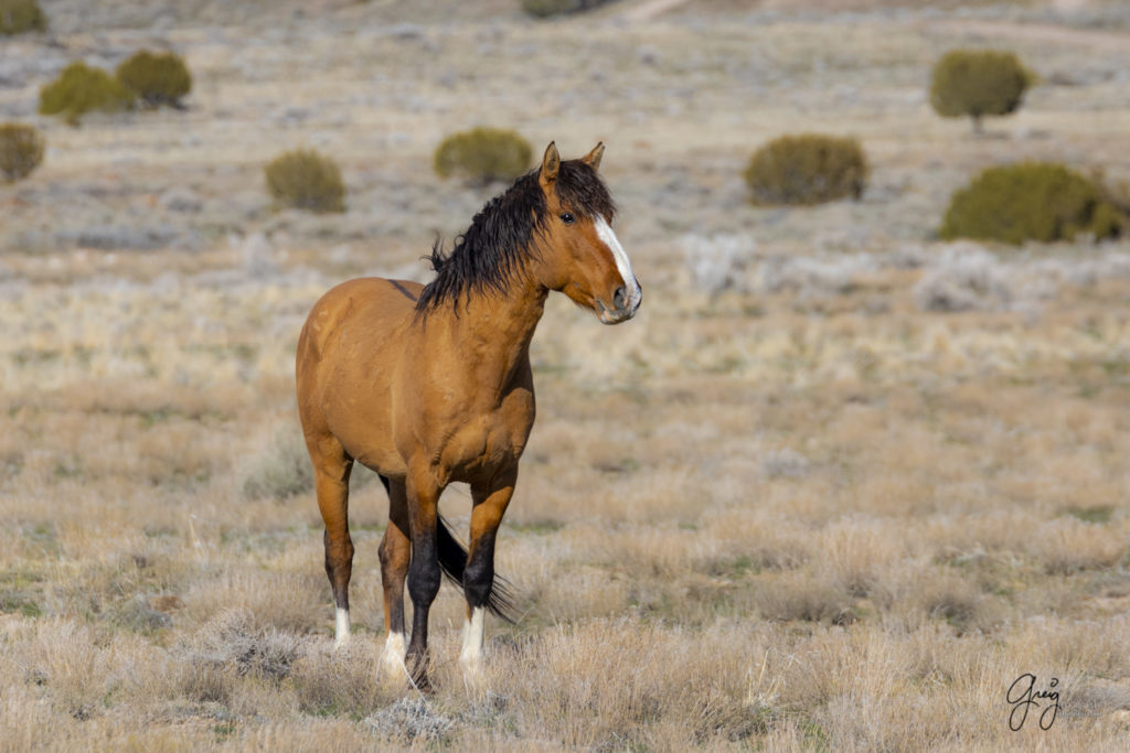 fine art horse photography, wild horse photographs, photographs of wild horse stallions