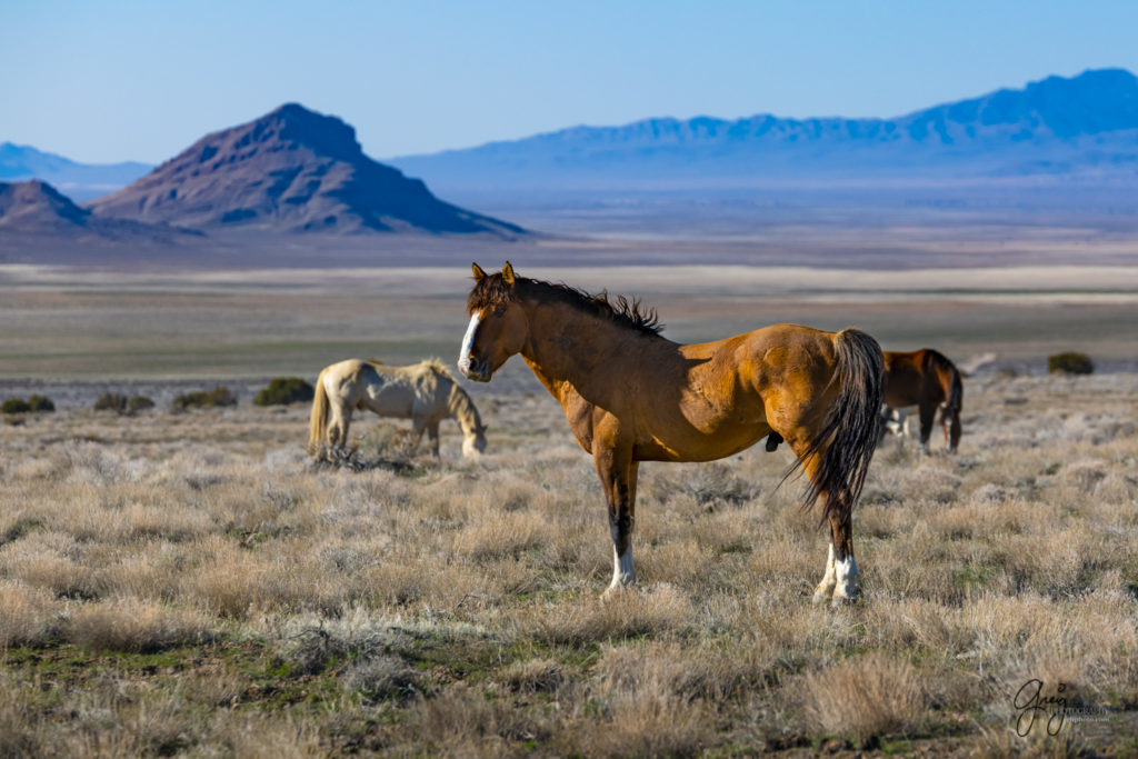 fine art horse photography, wild horse photographs, photographs of wild horse stallions