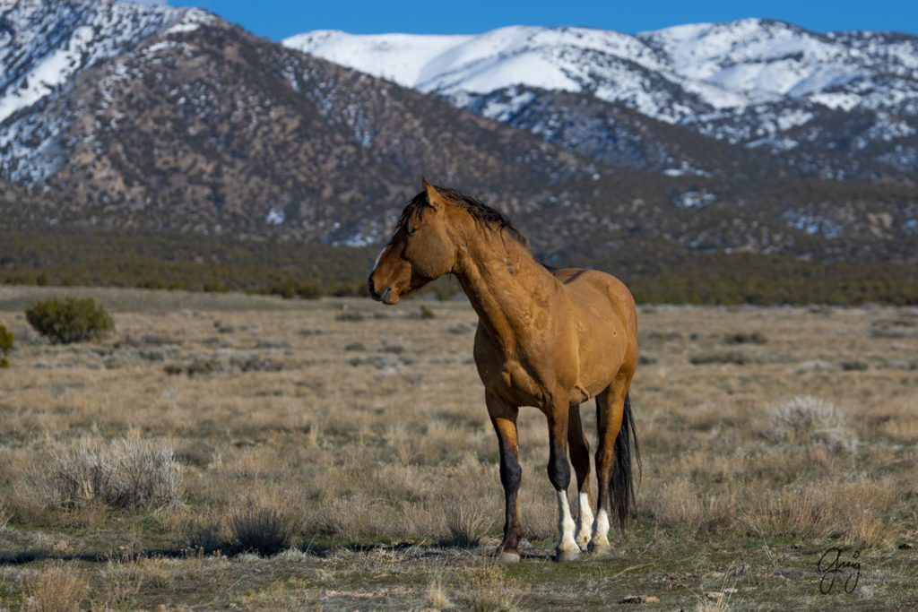 fine art horse photography, wild horse photographs, photographs of wild horse stallions