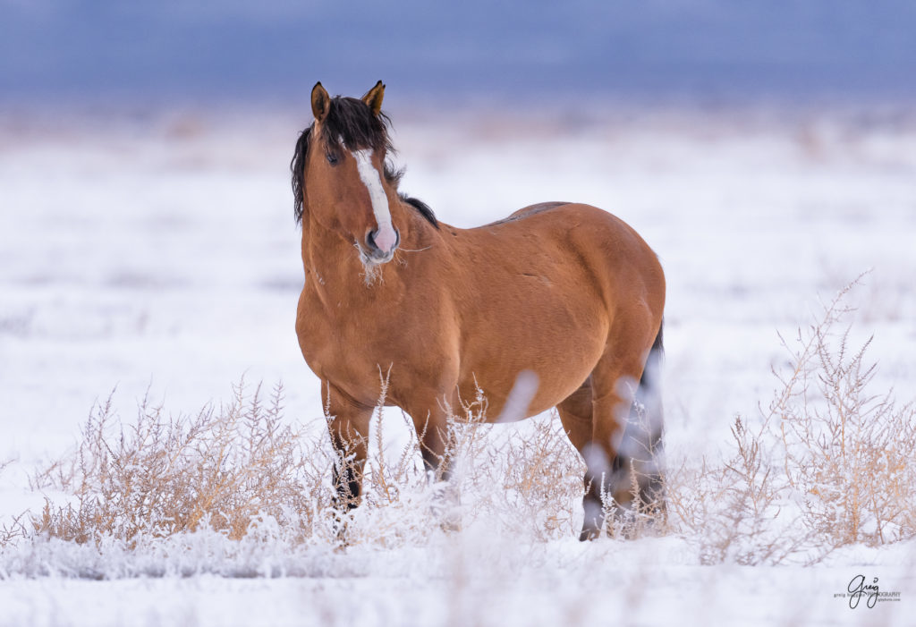 fine art horse photography, wild horse photographs, photographs of wild horse stallions