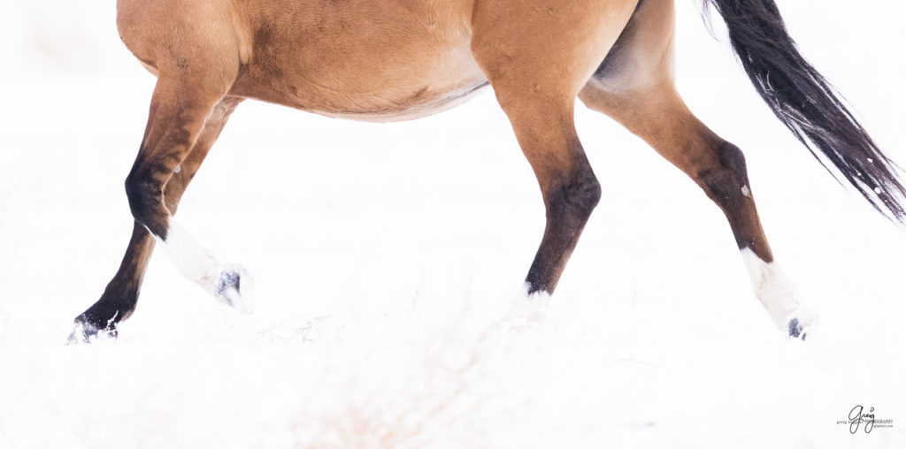 fine art horse photography, wild horse photographs, photographs of wild horse stallions