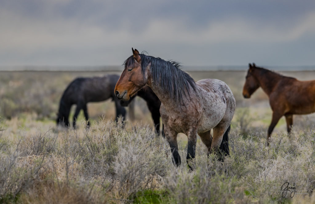 Beautiful roan wild horse in desert, wild horses, Onaqui wild horses, wild horse photography