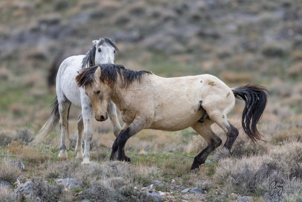 horse photography, wild horse photography two wild horse stallions fighting