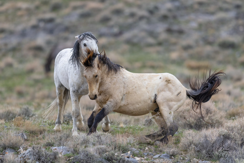 horse photography, wild horse photography two wild horse stallions fighting