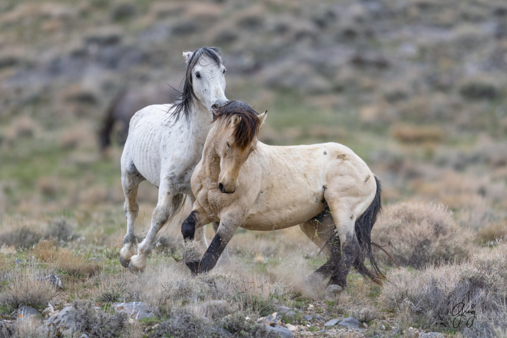 horse photography, wild horse photography two wild horse stallions fighting