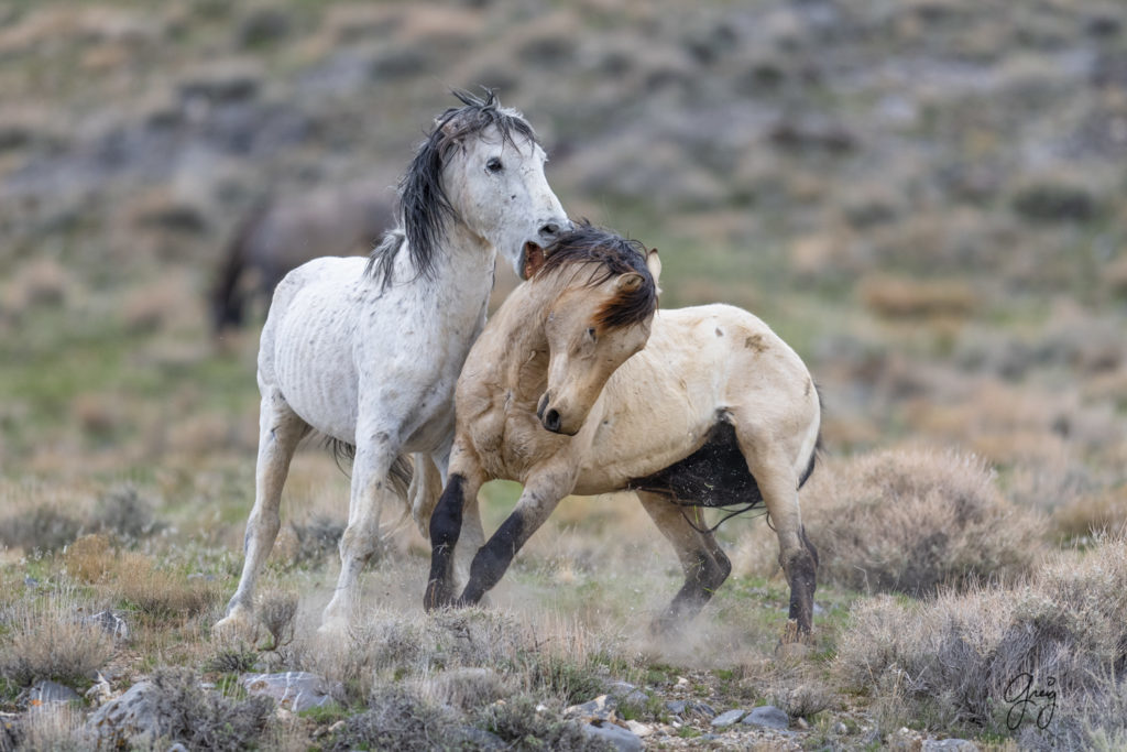 horse photography, wild horse photography two wild horse stallions fighting