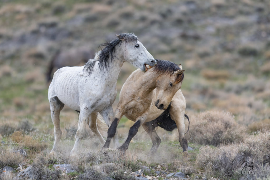 horse photography, wild horse photography two wild horse stallions fighting