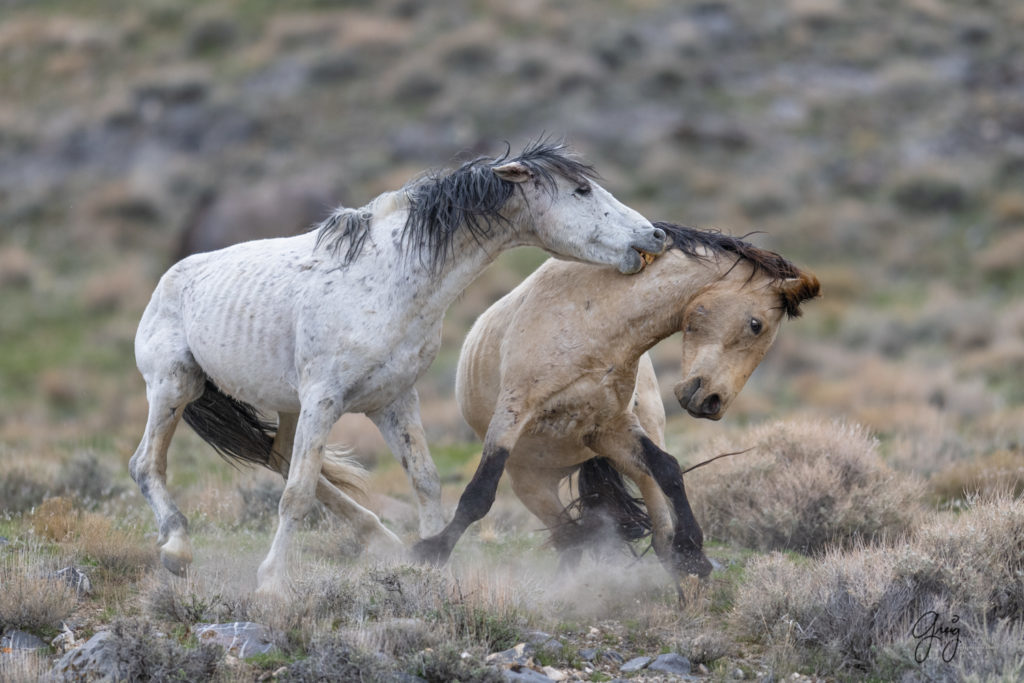 horse photography, wild horse photography two wild horse stallions fighting