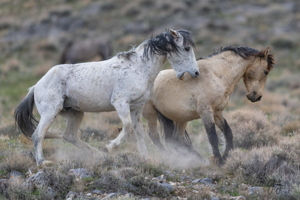 horse photography, wild horse photography two wild horse stallions fighting