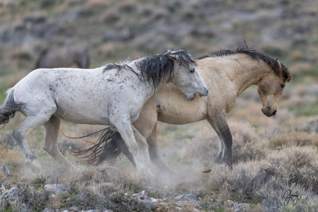 horse photography, wild horse photography two wild horse stallions fighting