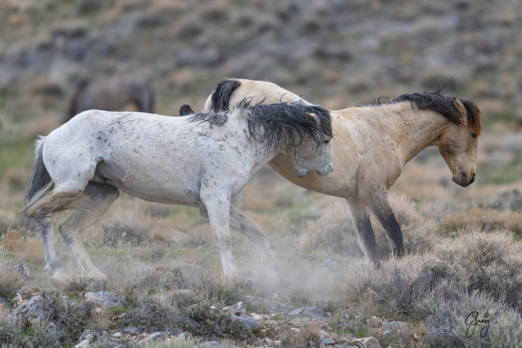 horse photography, wild horse photography two wild horse stallions fighting