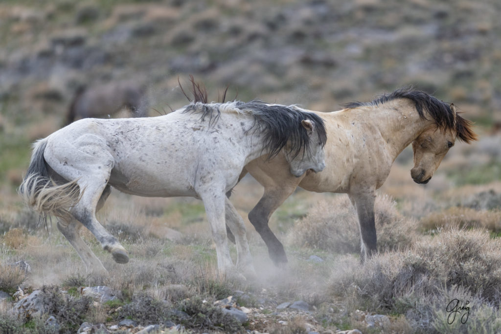 horse photography, wild horse photography two wild horse stallions fighting