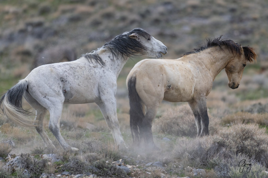 horse photography, wild horse photography two wild horse stallions fighting