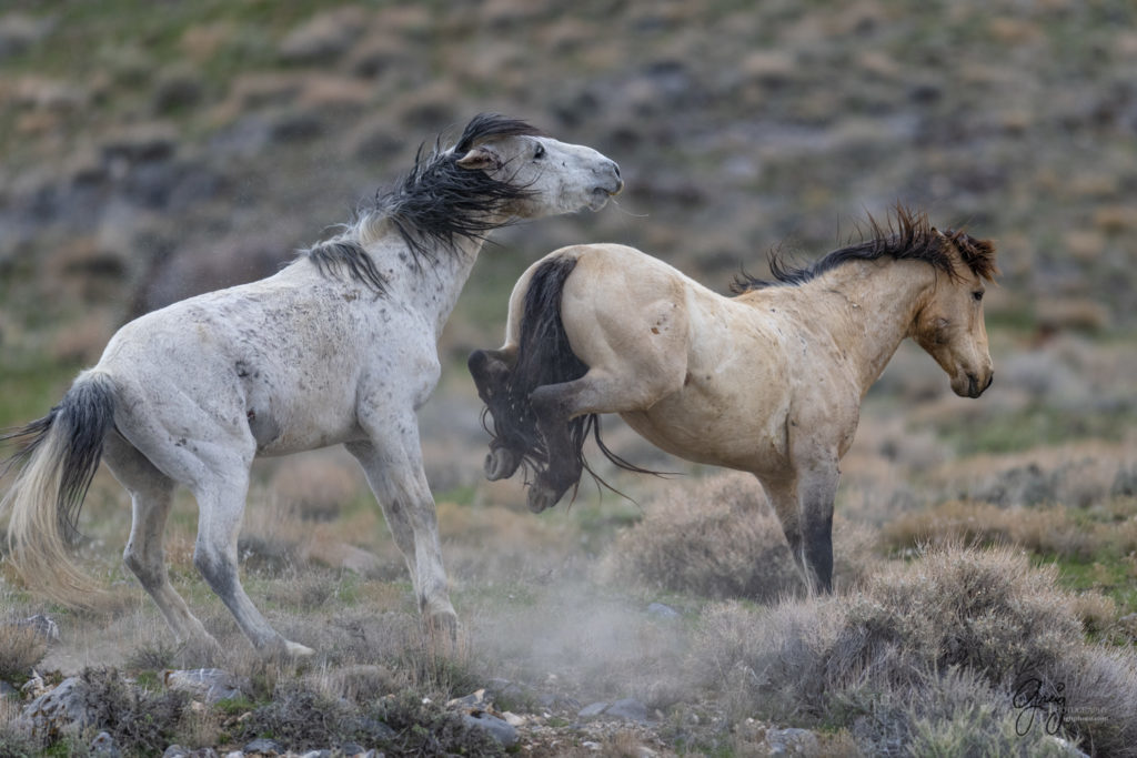 horse photography, wild horse photography two wild horse stallions fighting