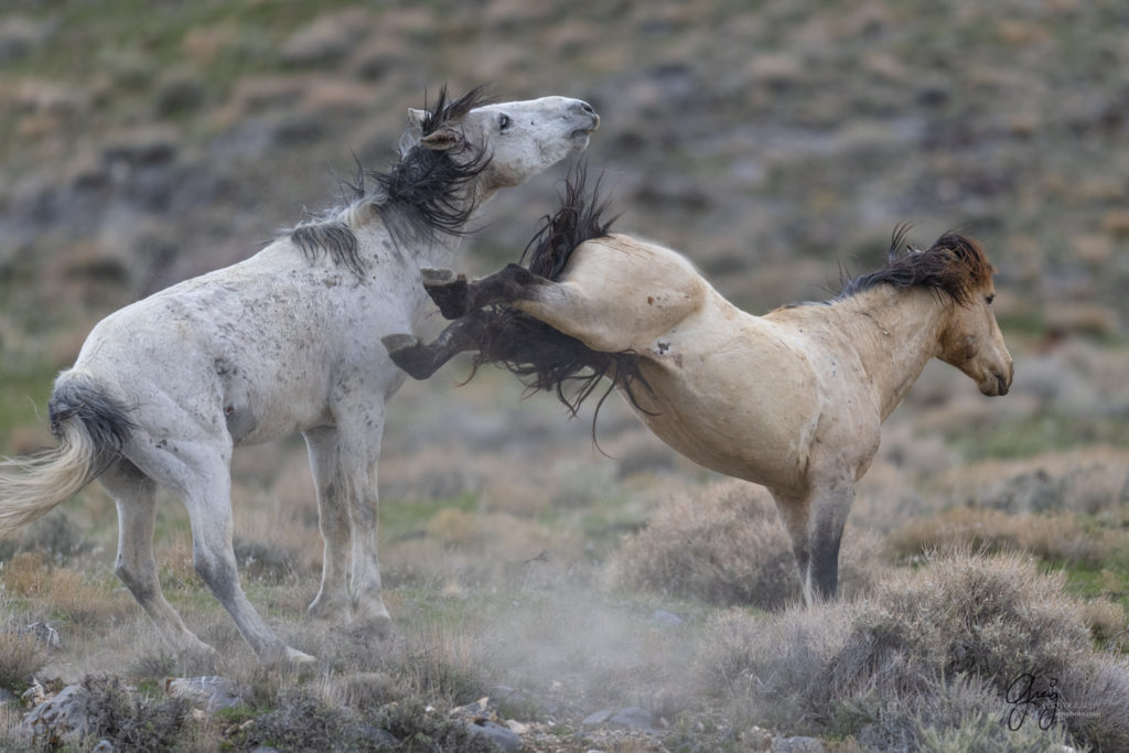 horse photography, wild horse photography two wild horse stallions fighting