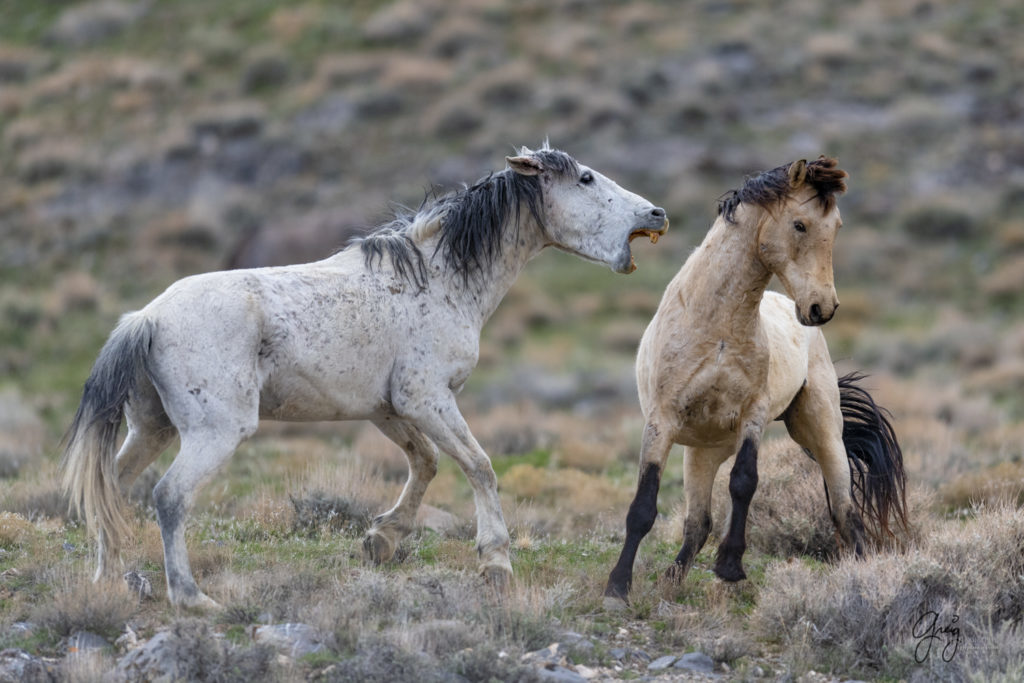 horse photography, wild horse photography two wild horse stallions fighting