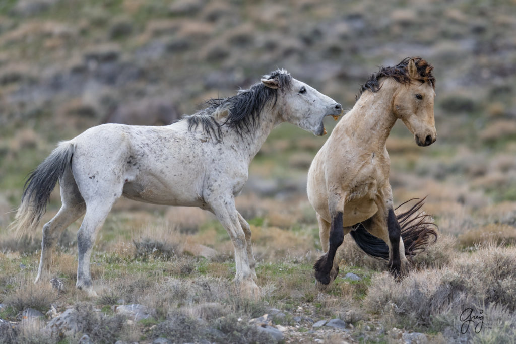 horse photography, wild horse photography two wild horse stallions fighting