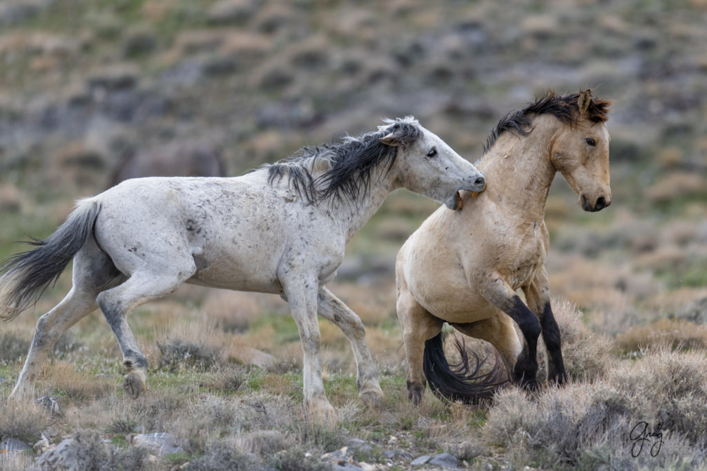 horse photography, wild horse photography two wild horse stallions fighting