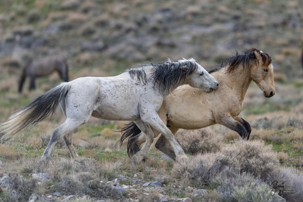 horse photography, wild horse photography two wild horse stallions fighting