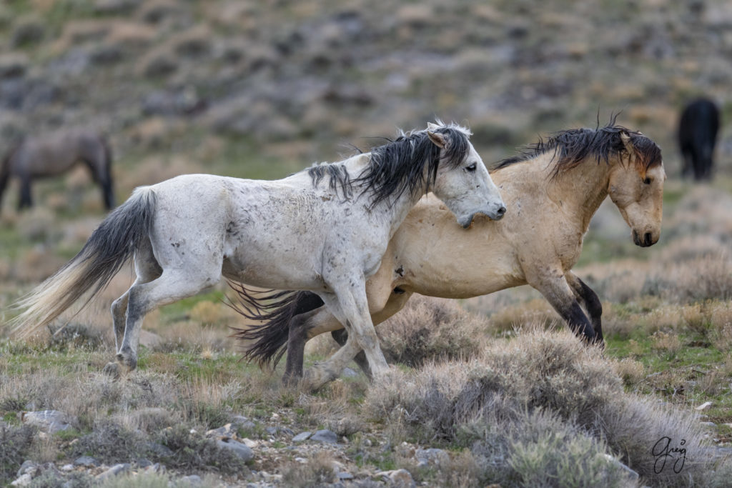 horse photography, wild horse photography two wild horse stallions fighting