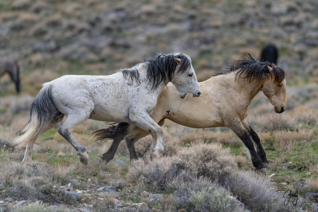 horse photography, wild horse photography two wild horse stallions fighting