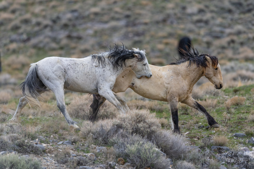 horse photography, wild horse photography two wild horse stallions fighting