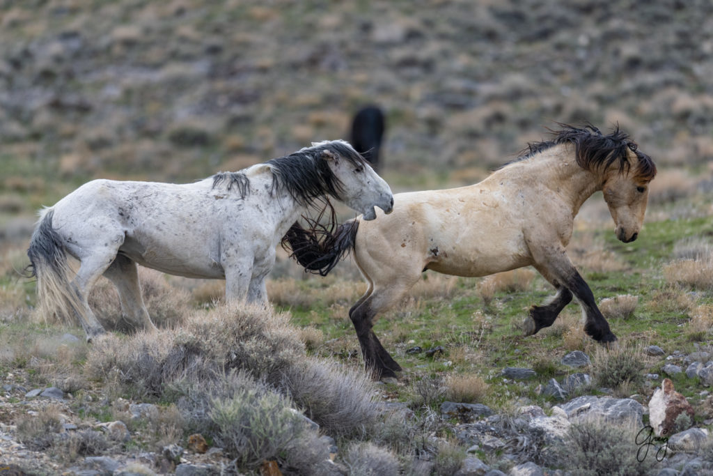 horse photography, wild horse photography two wild horse stallions fighting