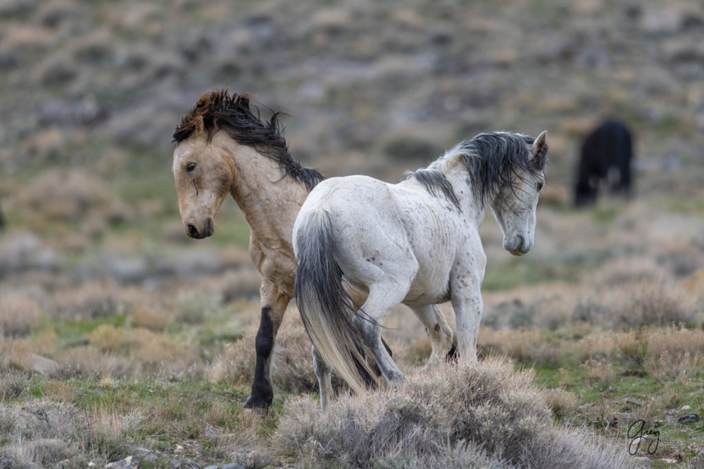 horse photography, wild horse photography two wild horse stallions fighting